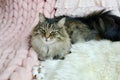 Cat Lying on Bed Giant Plaid Blanket Fur Bedroom