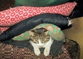 A cat lying on the bed over which there are pillows