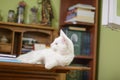 Cat lying on the bureau Royalty Free Stock Photo