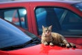 Cat lying on red car Royalty Free Stock Photo