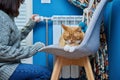 Cat lying on chair near heating radiator, woman regulating temperature