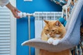 Cat lying on chair near heating radiator, woman regulating temperature