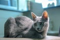 The cat is lying on a chair.Young thoroughbred pedigreed cat. Breed Russian Blue