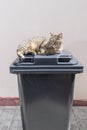 Cat lying on a closed trash can Royalty Free Stock Photo