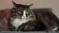 Cat lying on the couch close-up