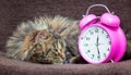 The cat is lying on the couch and looks at the clock. It`s time to get up, wake up_ Royalty Free Stock Photo