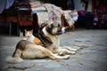 A cat lying on a dog. Photo of a good friendship.