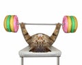 Cat lying with donut barbell Royalty Free Stock Photo