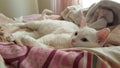 a cat lying down in bed