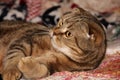 The cat lying down looks to the left. Striped adult cat