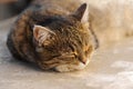 Cat lying down and sleeping in the outdoors Royalty Free Stock Photo