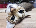 A cat lying down and tilting his head towards the camera at night at a sports venue. Royalty Free Stock Photo