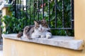 The cat is lying on the fence. Eyes closed. Summer, green bushes Royalty Free Stock Photo