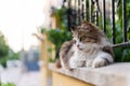 The cat is lying on the fence. Looking away. Summer, green bushes Royalty Free Stock Photo