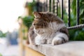 The cat is lying on the fence. Looking away. Summer, green bushes Royalty Free Stock Photo