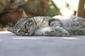 A cat lying on the floor with eyes staring ahead.