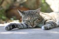 A cat lying on the floor with eyes staring ahead.