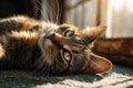Cat lying on floor with head tilted back Ai photo Royalty Free Stock Photo