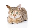 Cat lying in front and looking at camera. isolated on white Royalty Free Stock Photo
