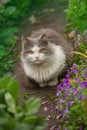 Cat lying in the garden against a background of roses in flower garden. Pretty happy cat in sunny flowers field Royalty Free Stock Photo