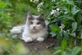 Cat lying in the garden against a background of roses in flower garden. Pretty happy cat in sunny flowers field Royalty Free Stock Photo