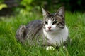 Cat lying on garden grass, enjoying a peaceful day Royalty Free Stock Photo