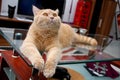 Cat is lying on the glass table Royalty Free Stock Photo