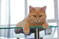 Cat is lying on the glass table Royalty Free Stock Photo