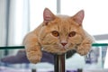 Cat is lying on the glass table Royalty Free Stock Photo