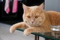 Cat is lying on the glass table Royalty Free Stock Photo