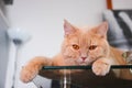 Cat is lying on the glass table Royalty Free Stock Photo