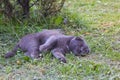 Cat is lying on the grass,a domestic cat lies under a bush and sleeps