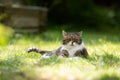 Cat lying on grass outdoors in the garden Royalty Free Stock Photo