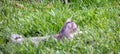 A kitten communing with a tropical iguana in the caribbean Royalty Free Stock Photo