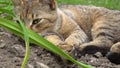 Cat lying in grass and snarl