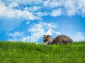 cat lying in the grass and watching the butterfly. Blue sky, space, tranquility Royalty Free Stock Photo