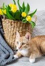 Cat Lying on the Gray Plaid Indoor, Cosiness