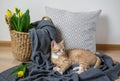 Cat Lying on the Gray Plaid Indoor, Cosiness