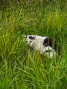 Black and white cat lies on the green grass. Royalty Free Stock Photo