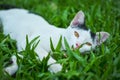 A cat is lying in the green grass,looking at camera Royalty Free Stock Photo