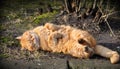 Cat lying on the ground and basked