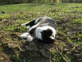 Cat Lying on the Ground Royalty Free Stock Photo