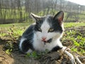 Cat Lying on the Ground Royalty Free Stock Photo