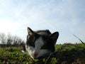 Cat Lying on the Ground Royalty Free Stock Photo