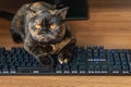 Cat lying on the keyboard Royalty Free Stock Photo