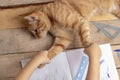 Girl holding cat paws, kitten lying on wooden table Royalty Free Stock Photo