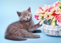 The cat lying next to a basket with flowers Royalty Free Stock Photo