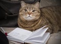 The cat is lying with an open diary and pen. Royalty Free Stock Photo