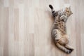 Cat lying on parquet floor top view Royalty Free Stock Photo