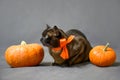Cat lying by pumpkins on Halloween, cute brown Burma cat with orange ribbon